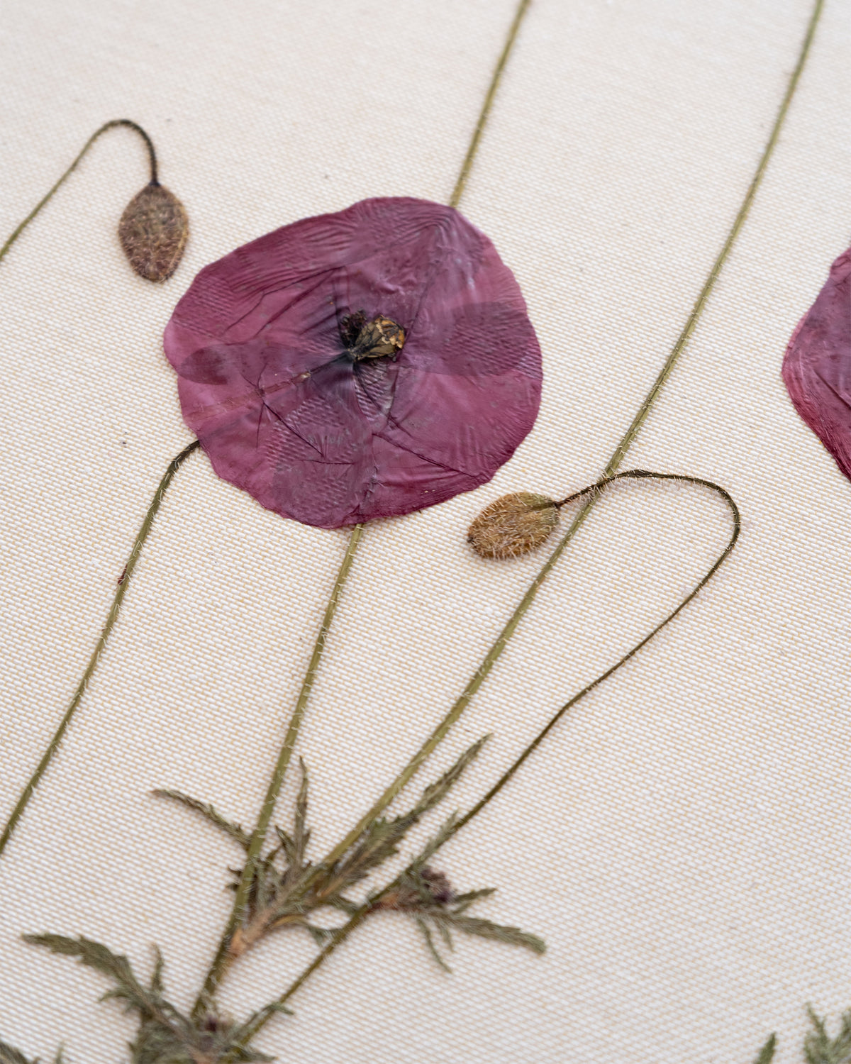 JamJar Edit - Field poppy