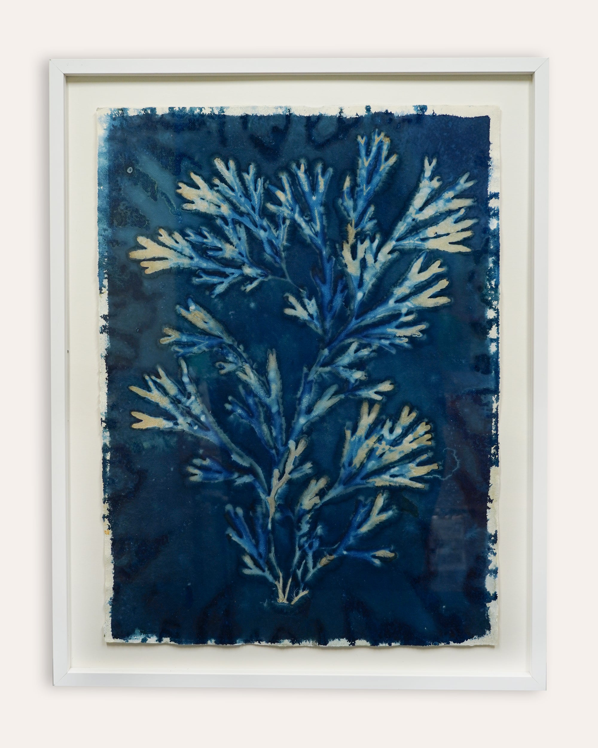 Kate Mullock - Seaweed Large 4