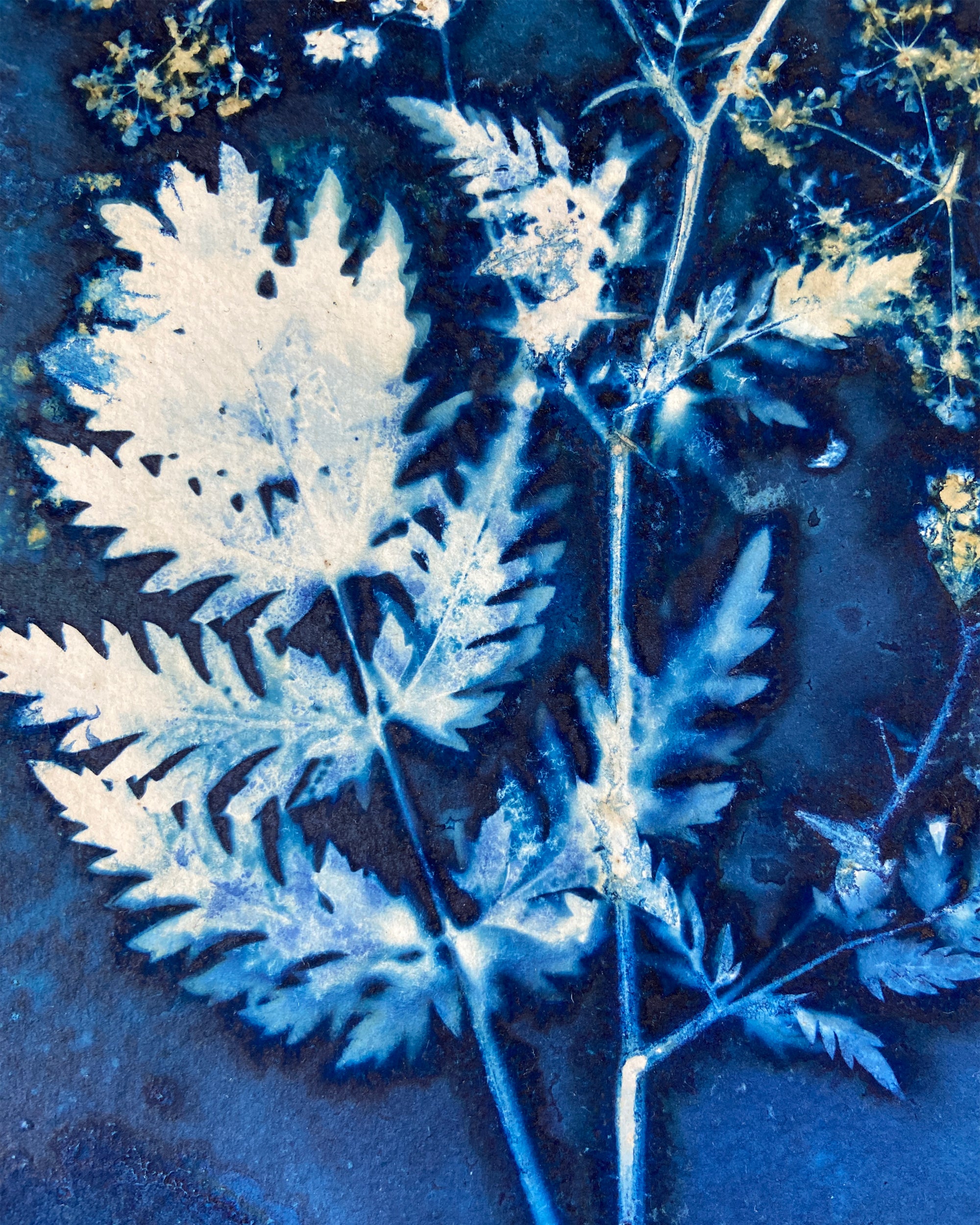 Kate Mullock - Cow Parsley No.6