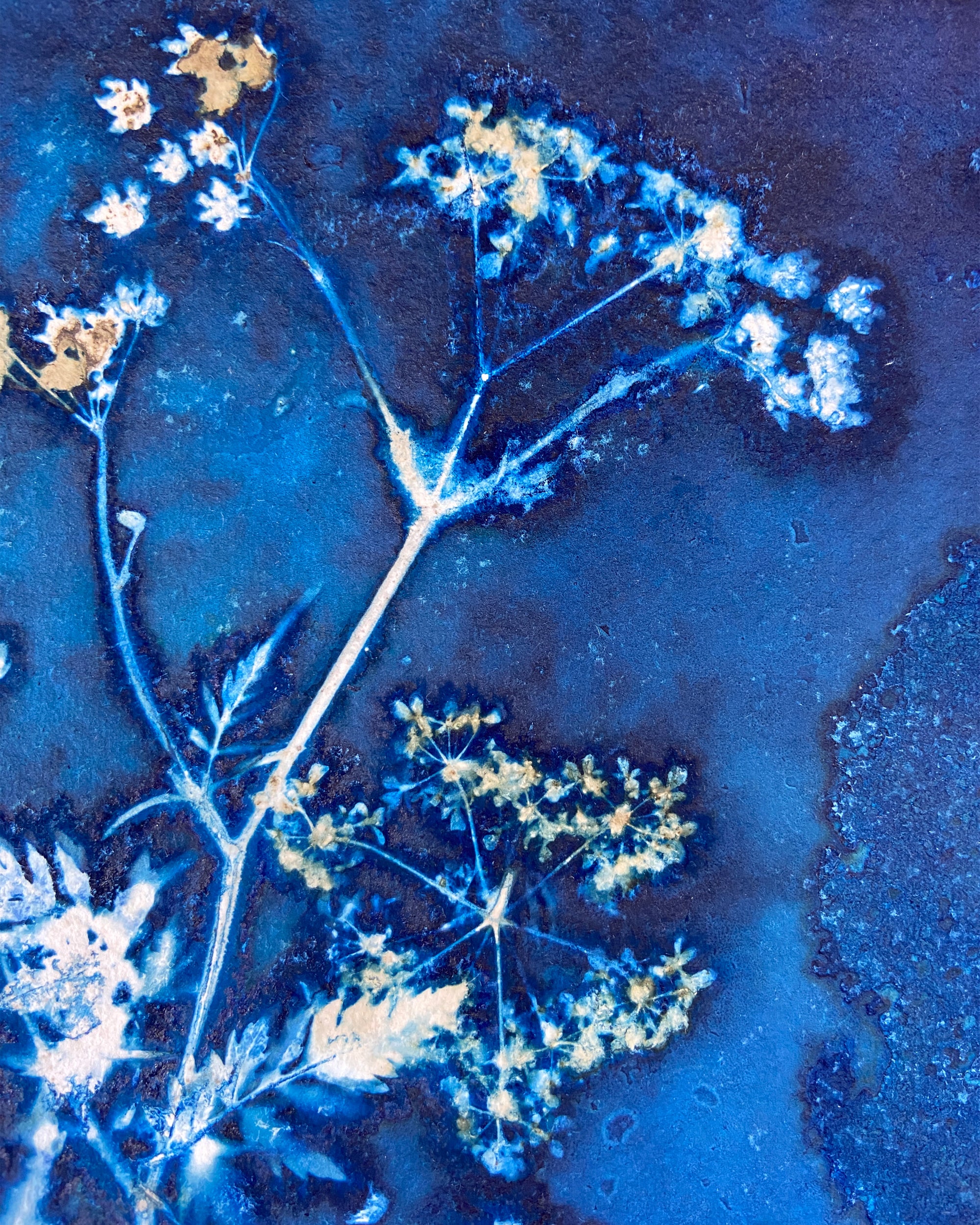 Kate Mullock - Cow Parsley No.6