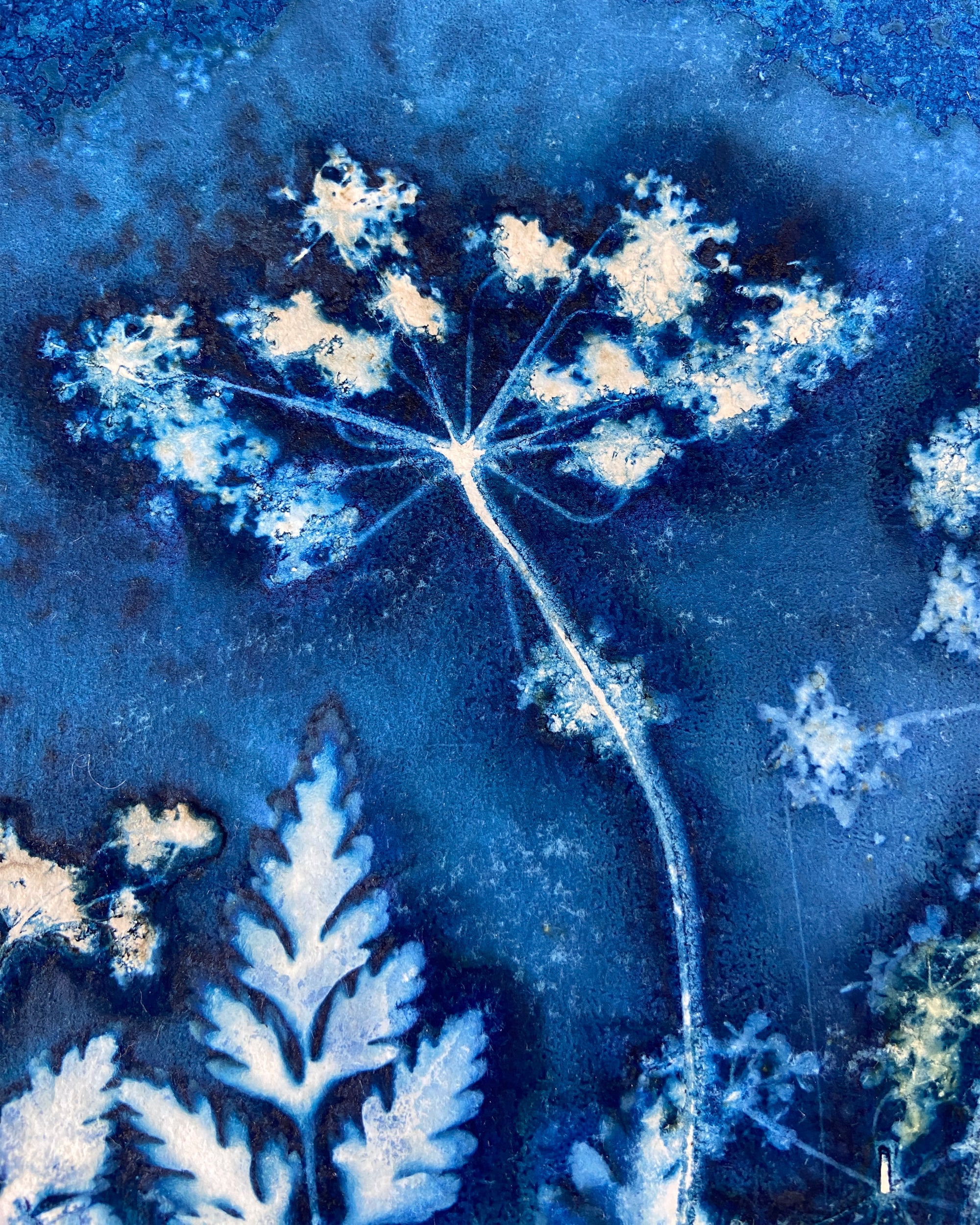 Kate Mullock - Cow Parsley No.7