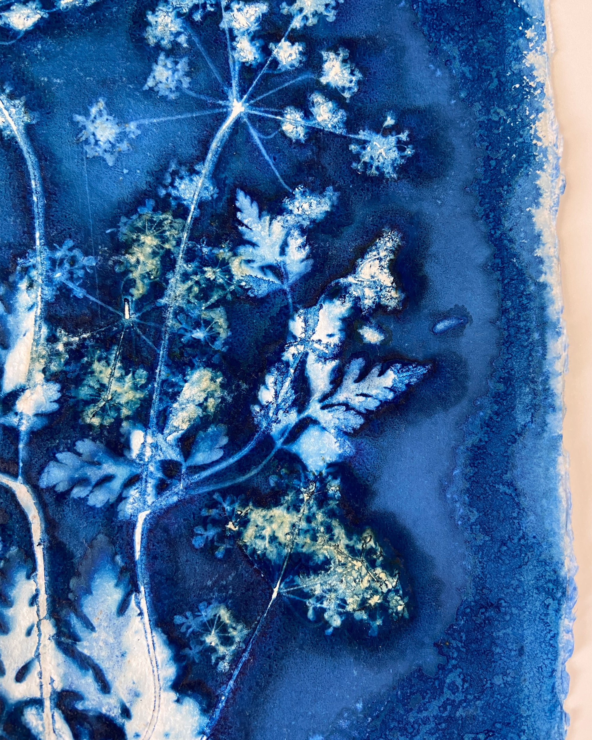 Kate Mullock - Cow Parsley No.7