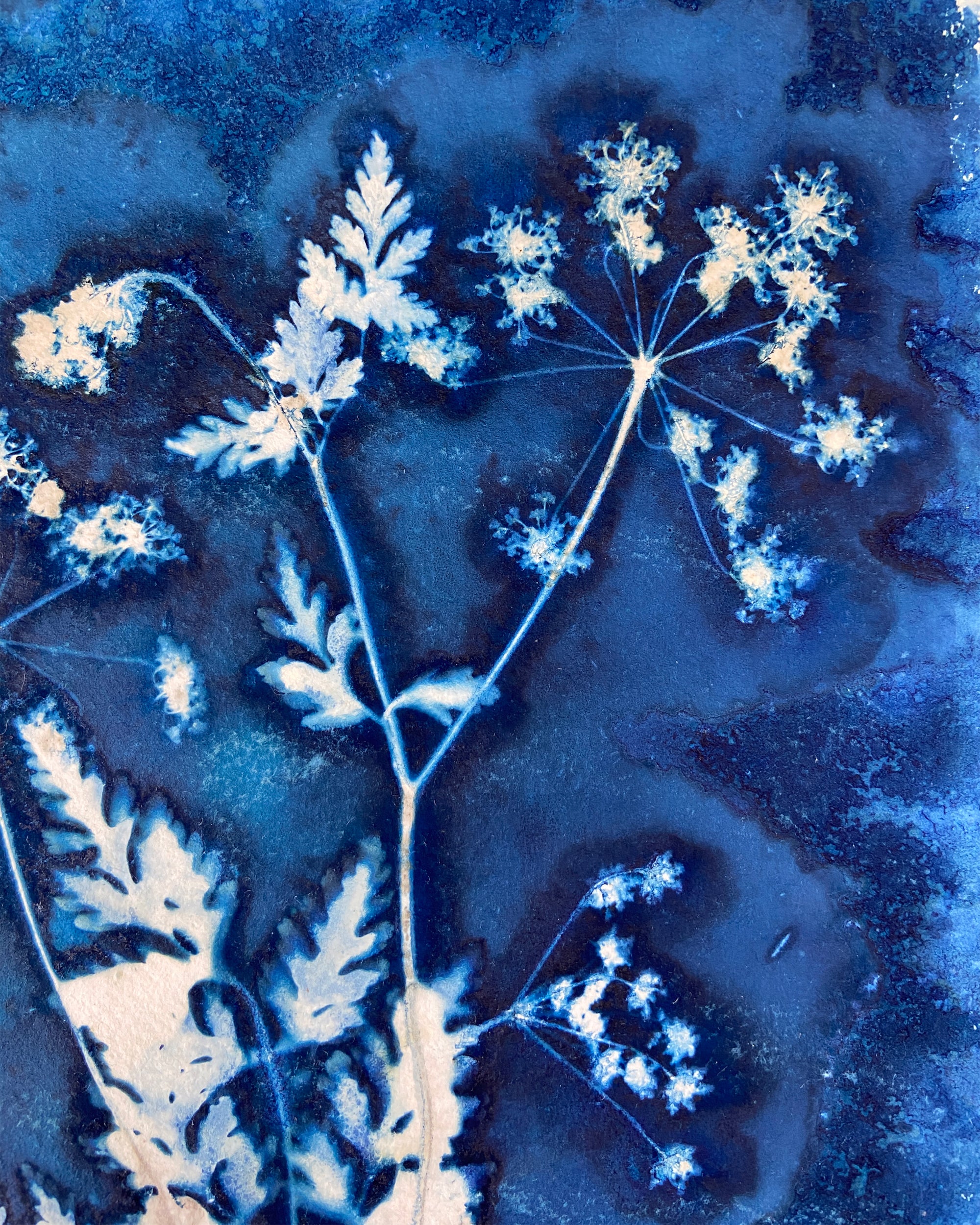 Kate Mullock - Cow Parsley No.8
