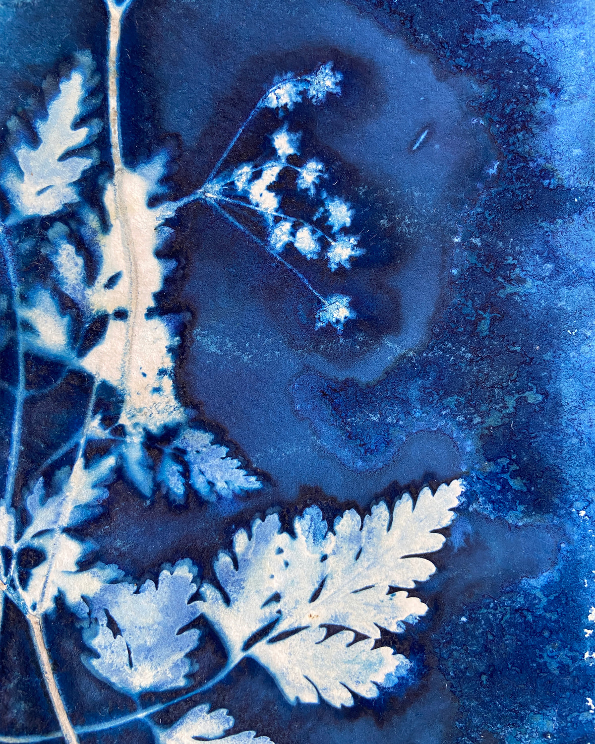 Kate Mullock - Cow Parsley No.8