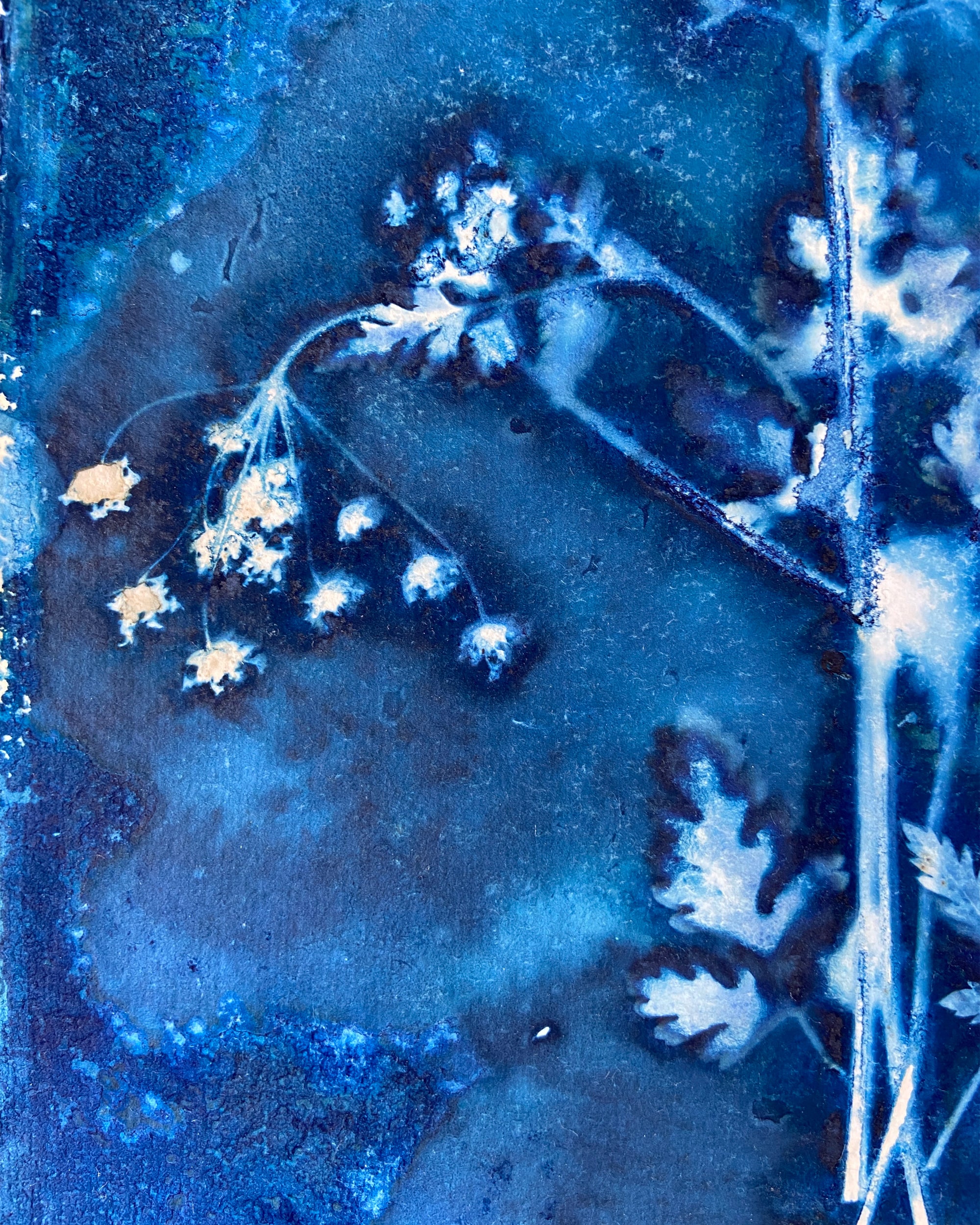 Kate Mullock - Cow Parsley No.9