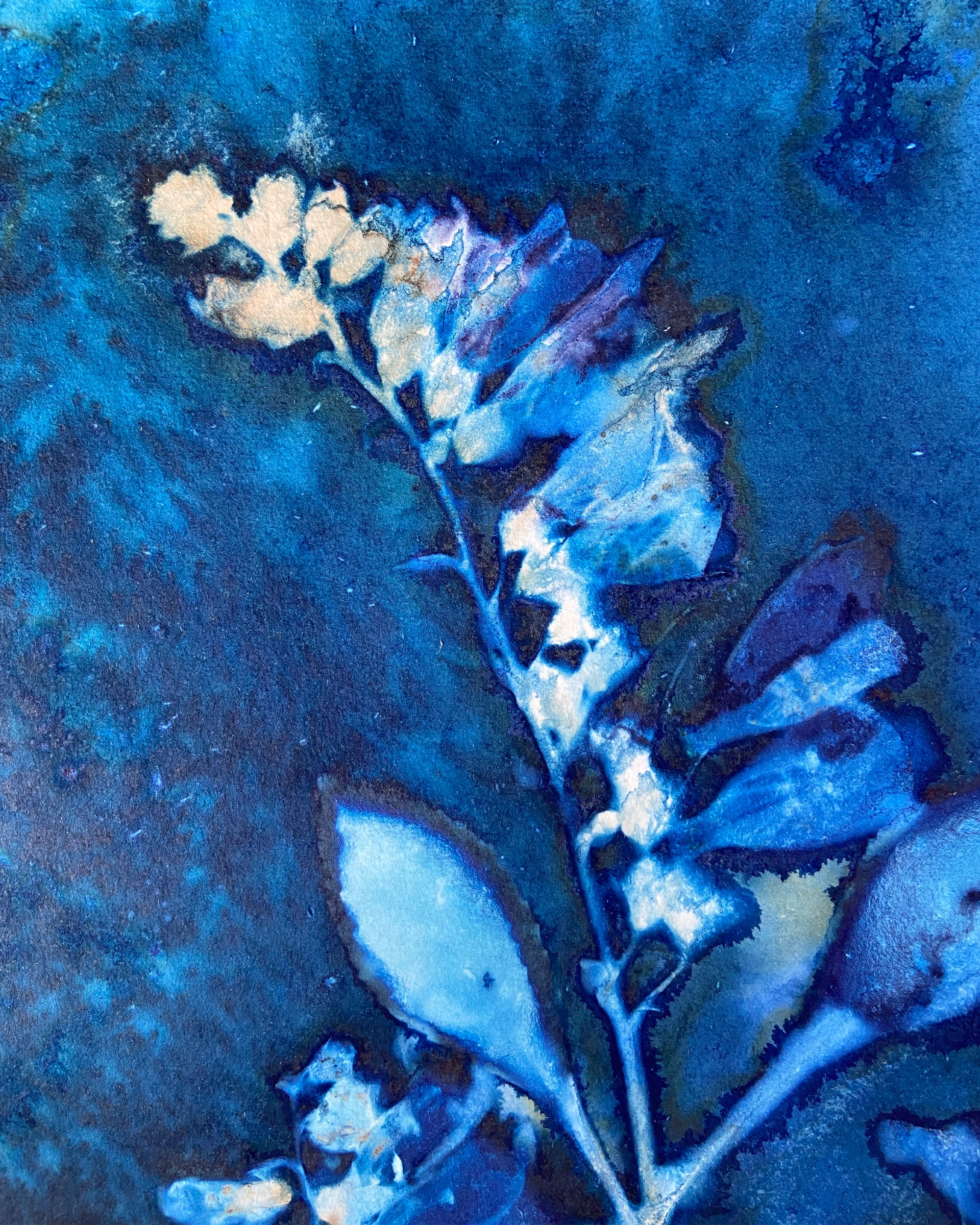 Kate Mullock - Foxglove No.4
