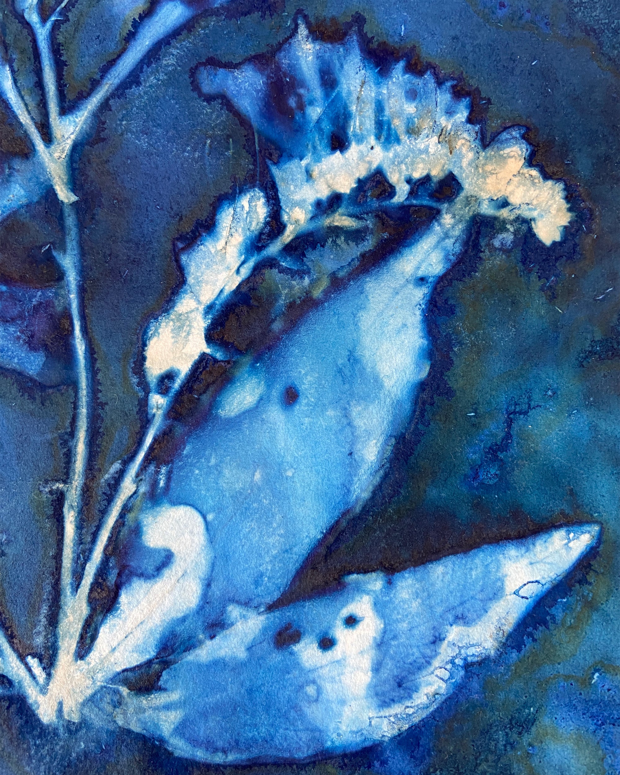 Kate Mullock - Foxglove No.4