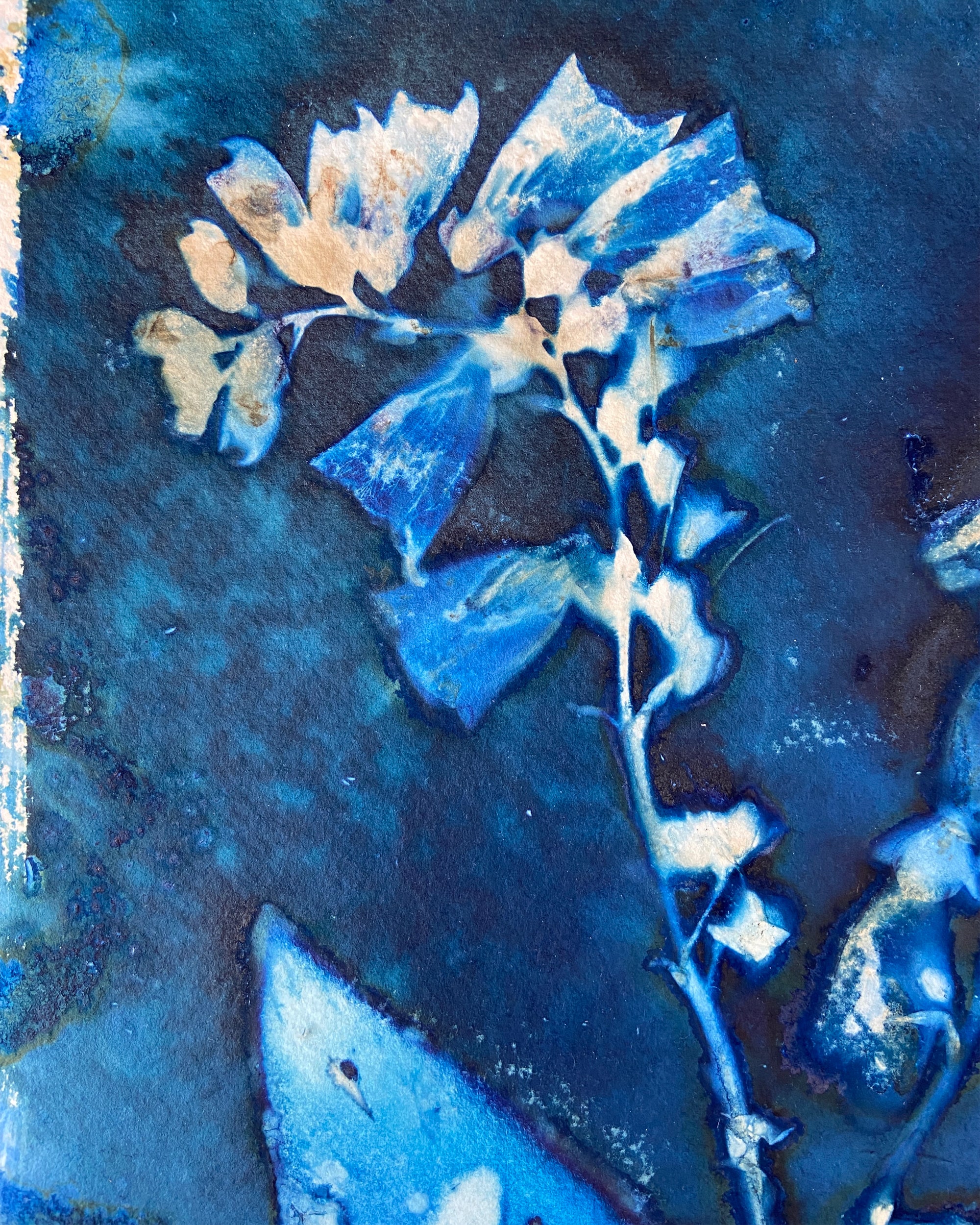 Kate Mullock - Foxglove No.5