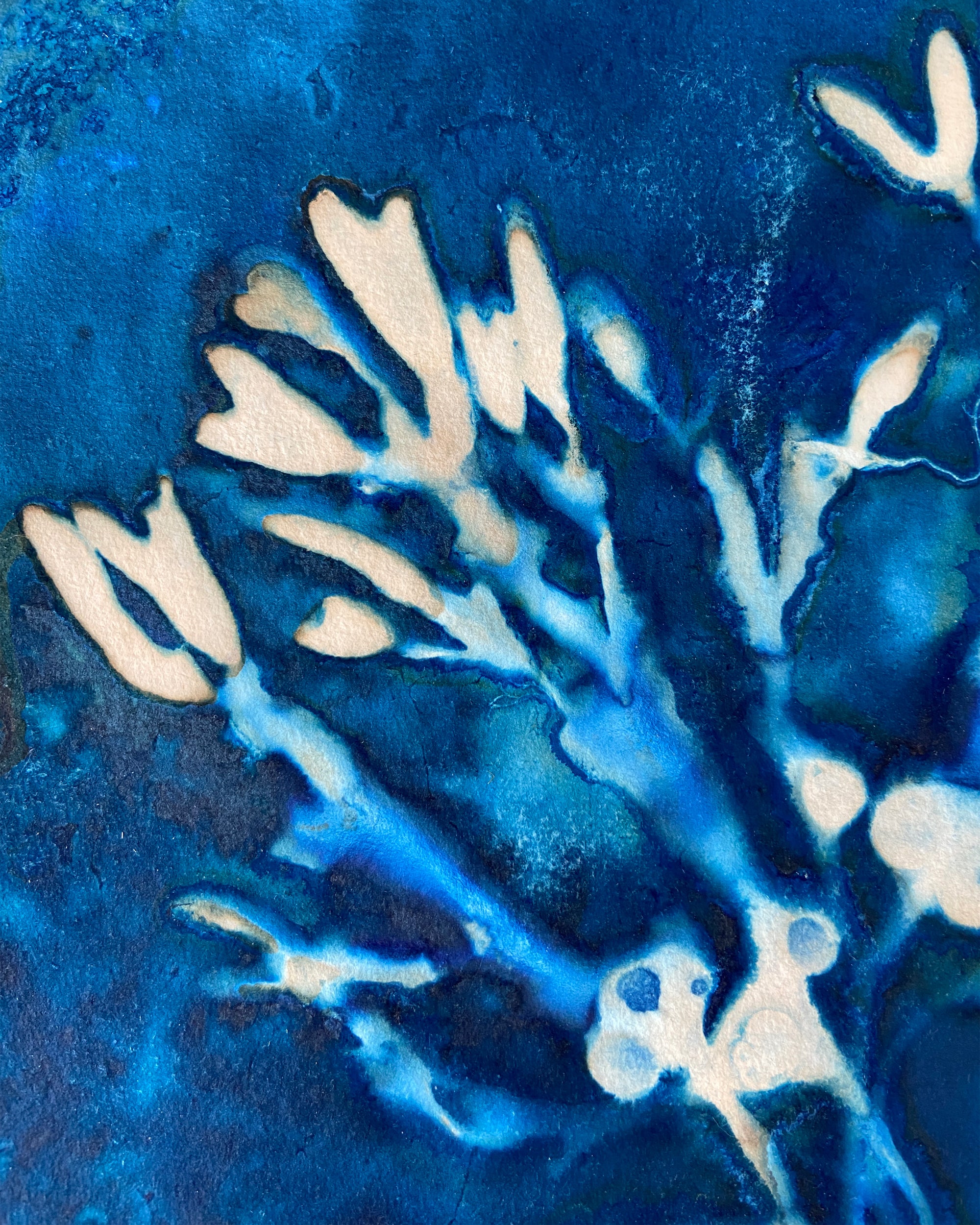 Kate Mullock - Seaweed No.2