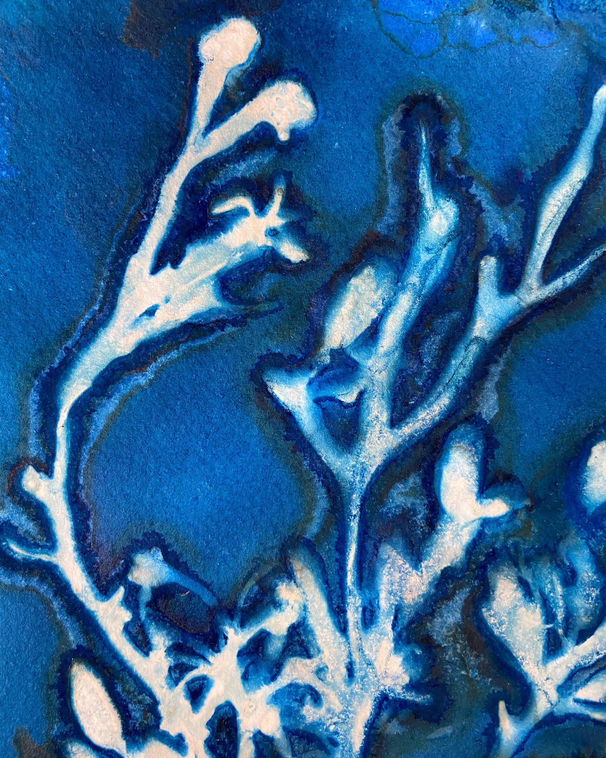 Kate Mullock - Seaweed No.3