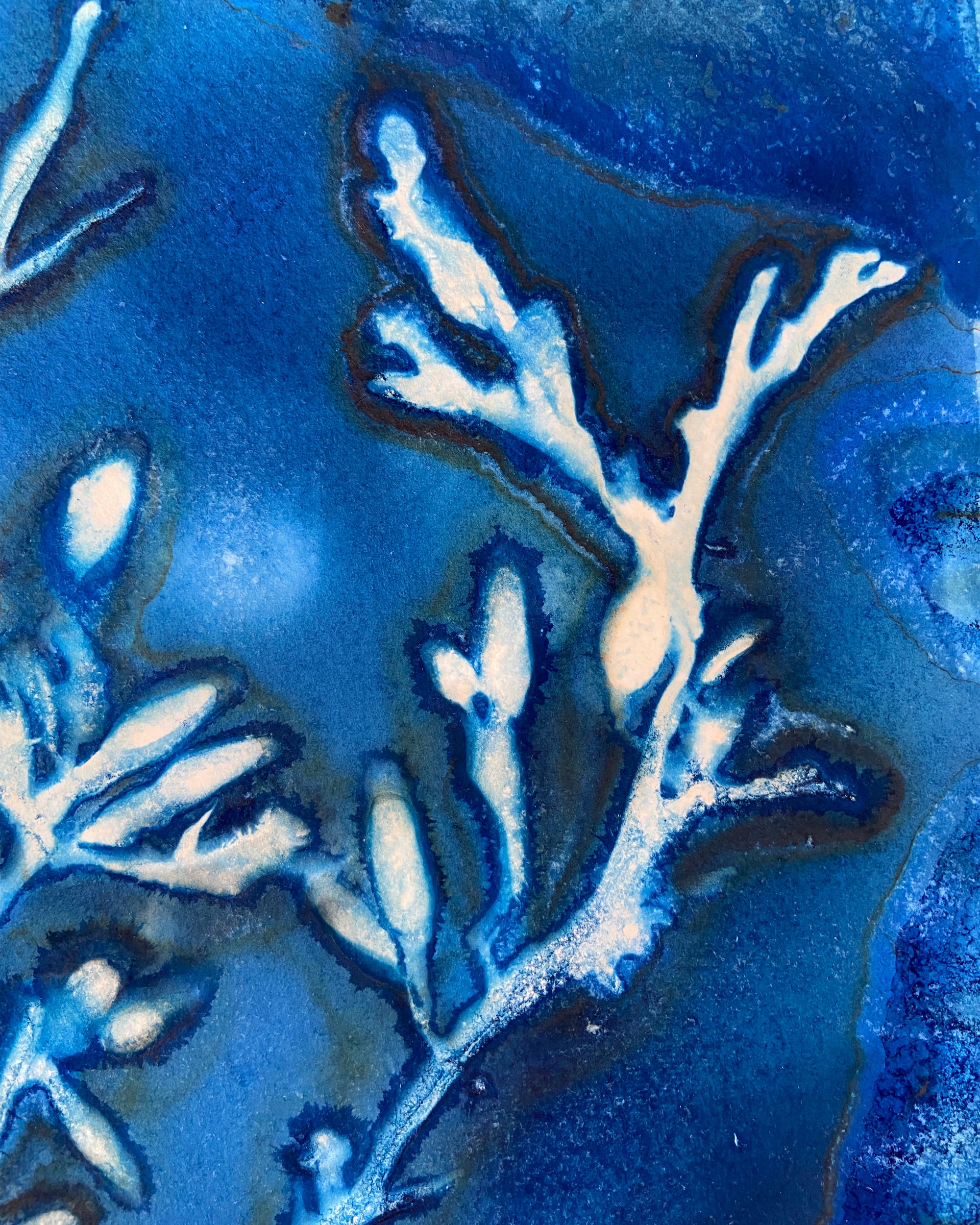 Kate Mullock - Seaweed No.3