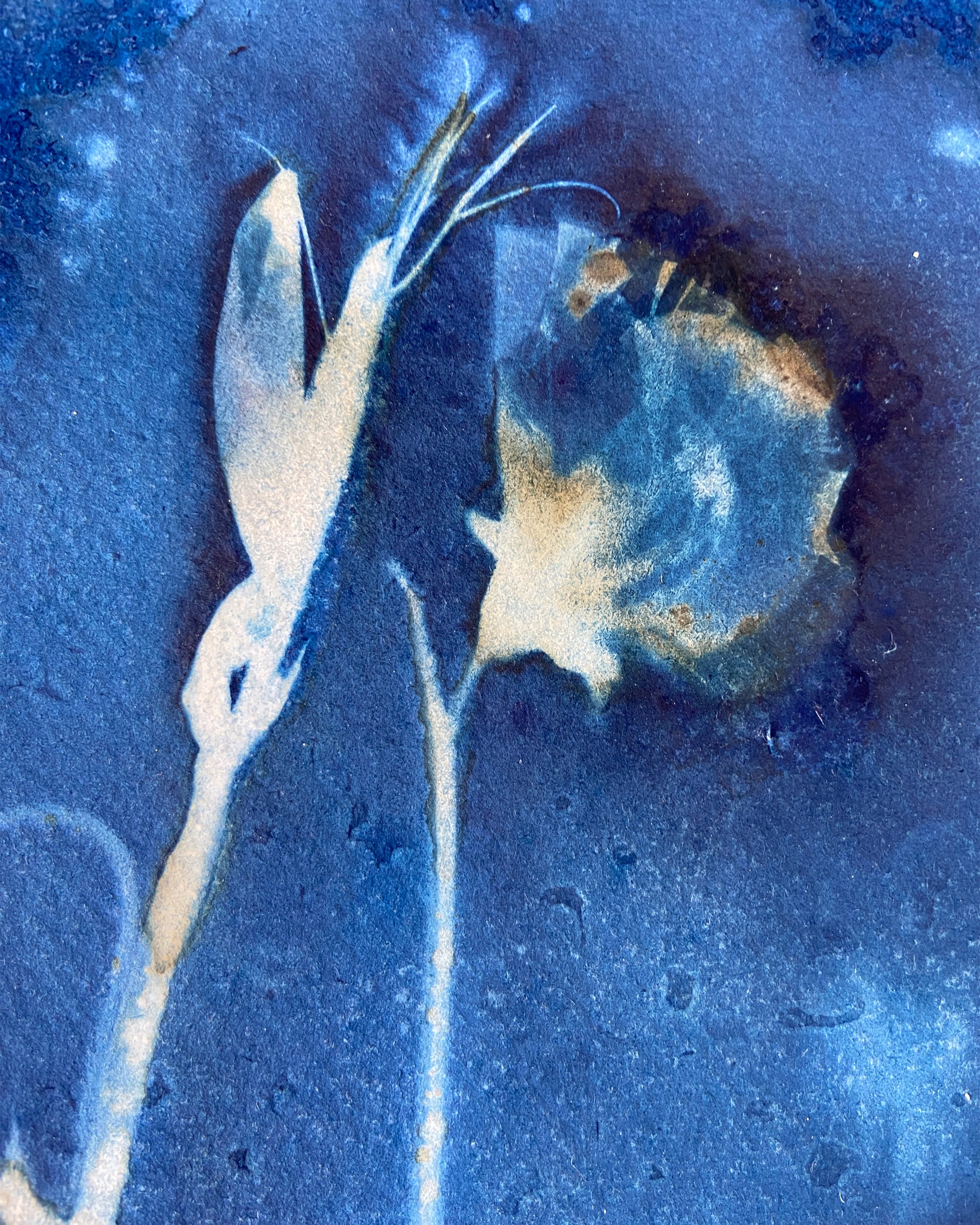 Kate Mullock - Sweet Pea No.1
