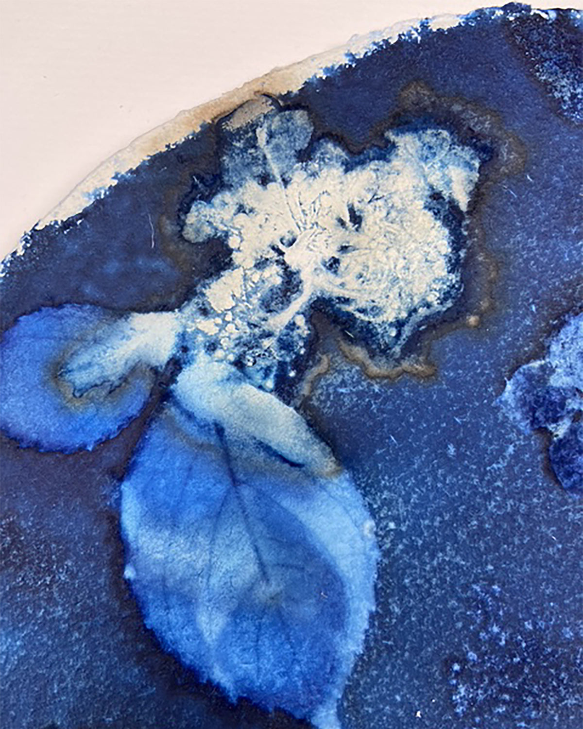Kate Mullock - Circle Hydrangea B