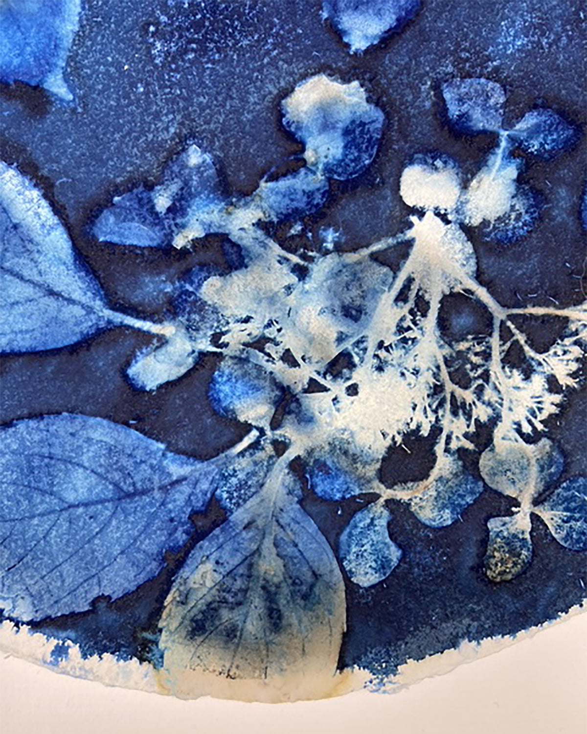 Kate Mullock - Circle Hydrangea B