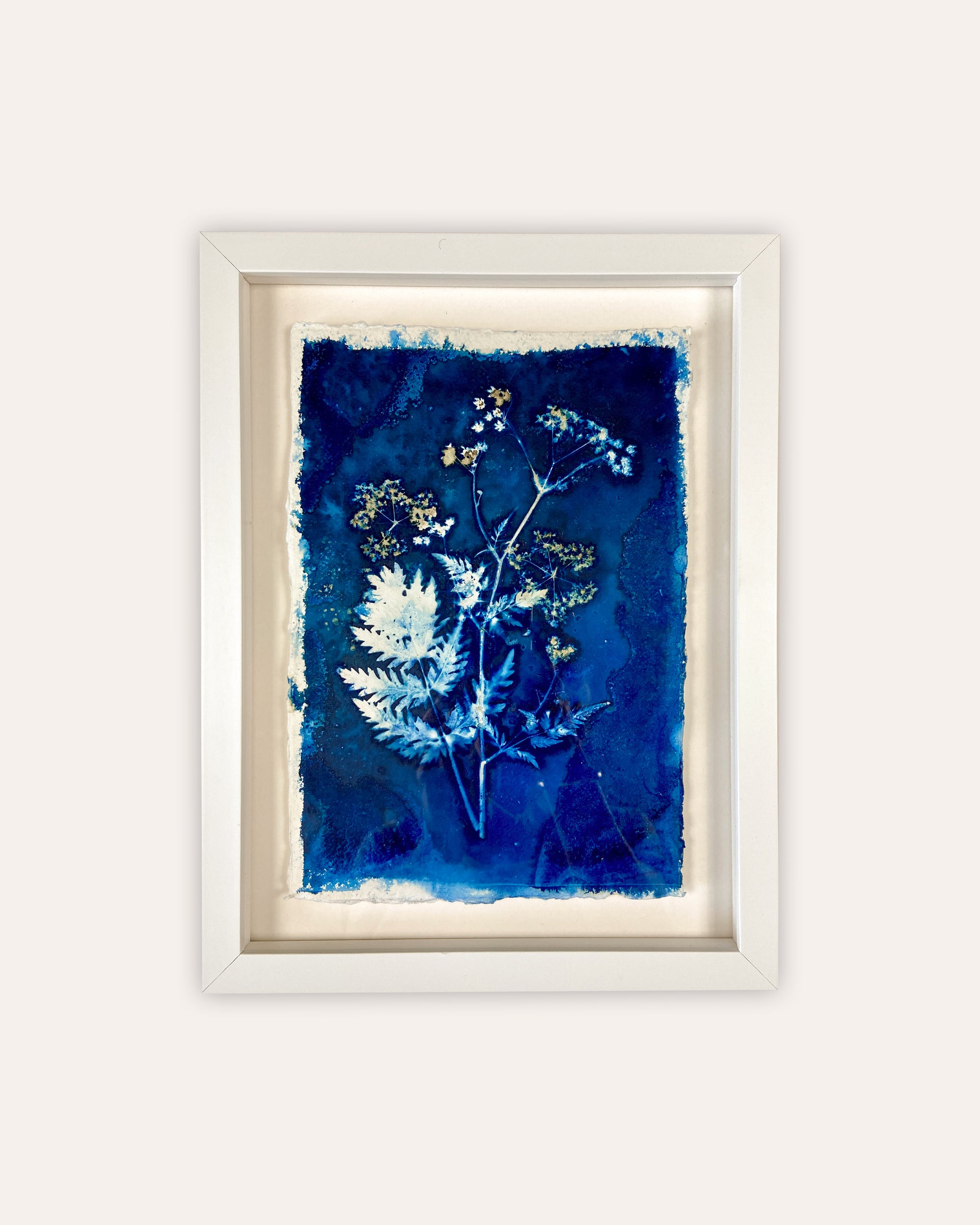 Kate Mullock - Cow Parsley No.6