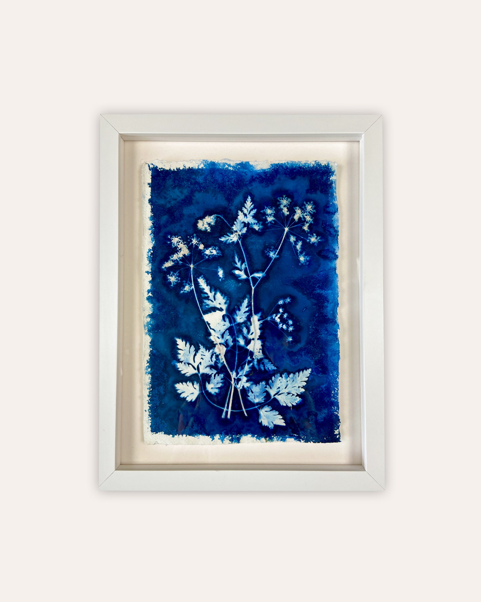 Kate Mullock - Cow Parsley No.8