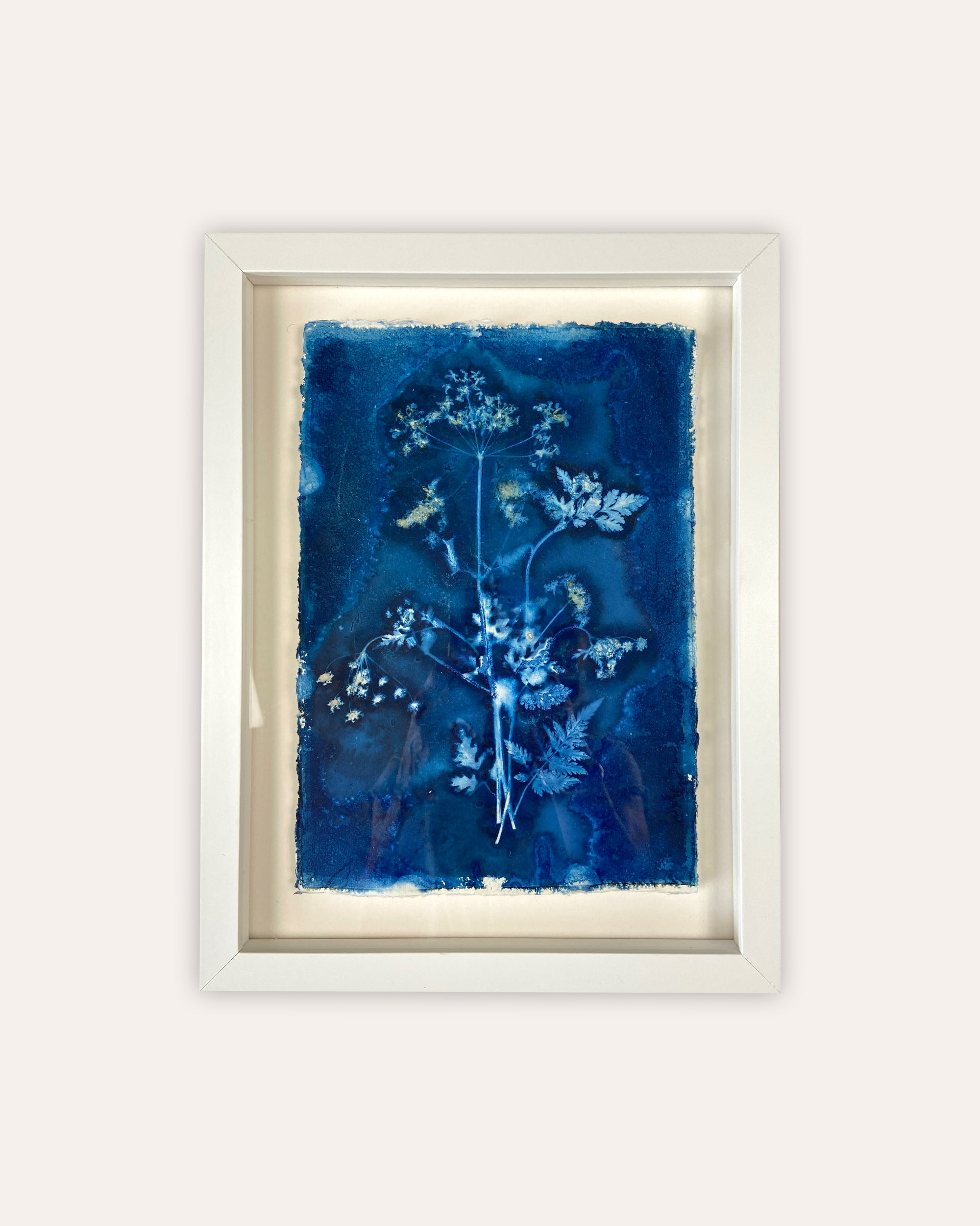 Kate Mullock - Cow Parsley No.9