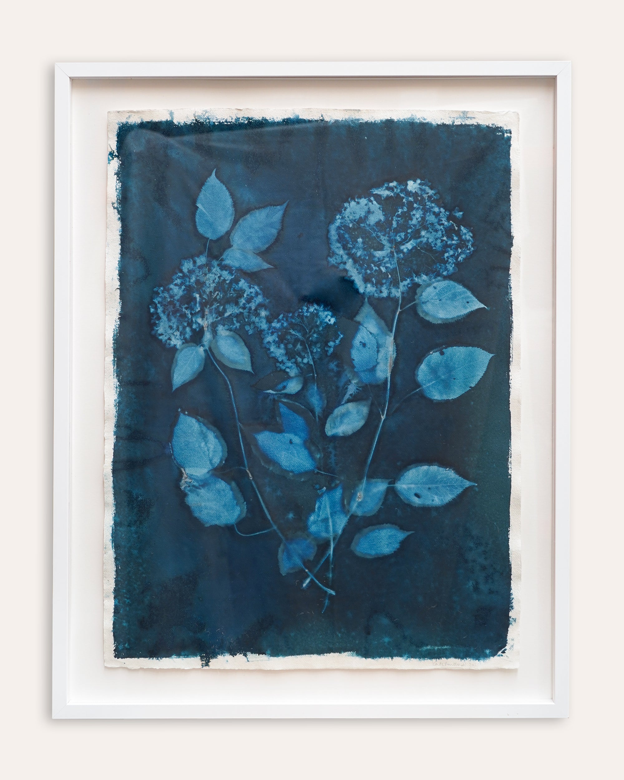 Kate Mullock - Hydrangea 1