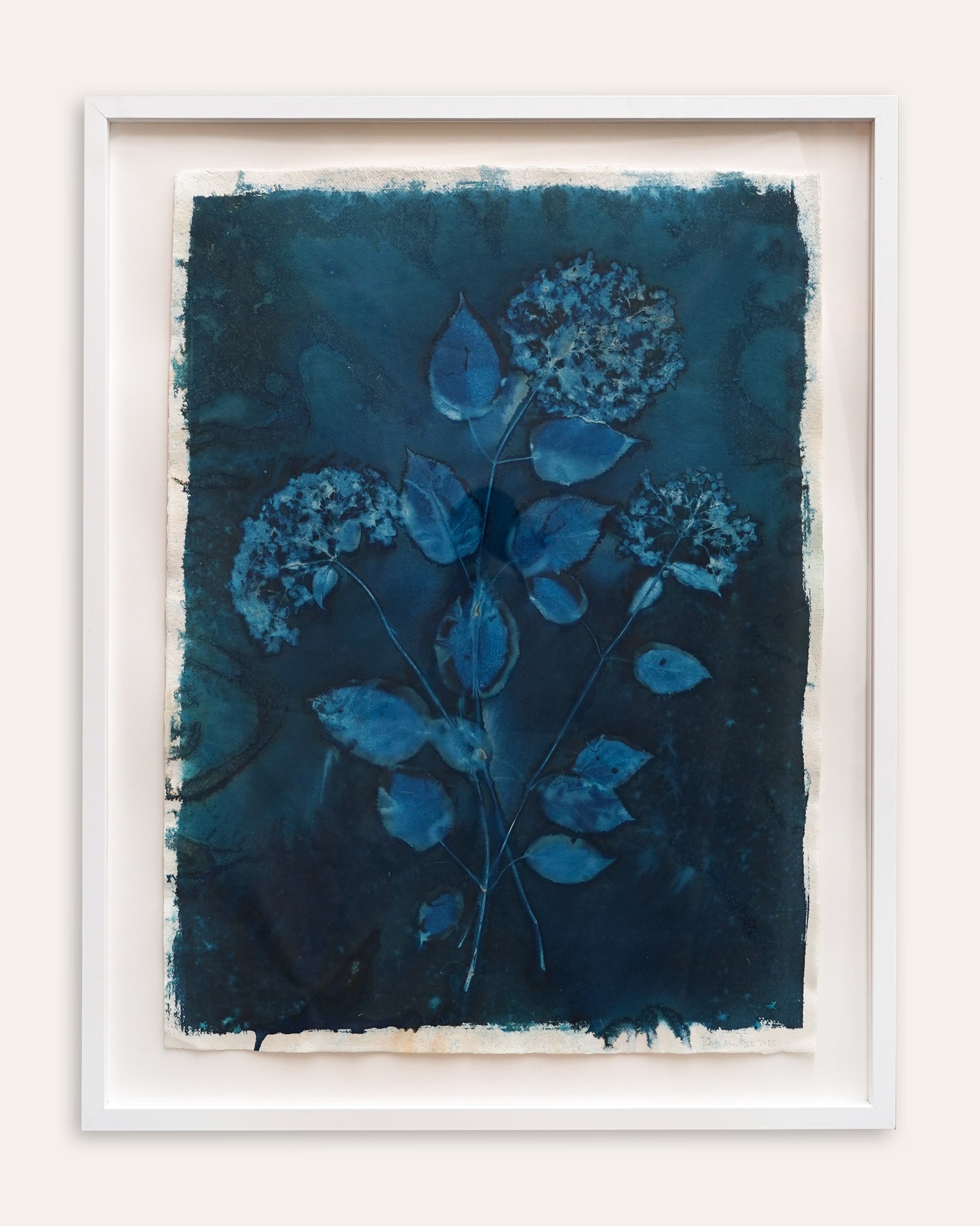 Kate Mullock - Hydrangea 2