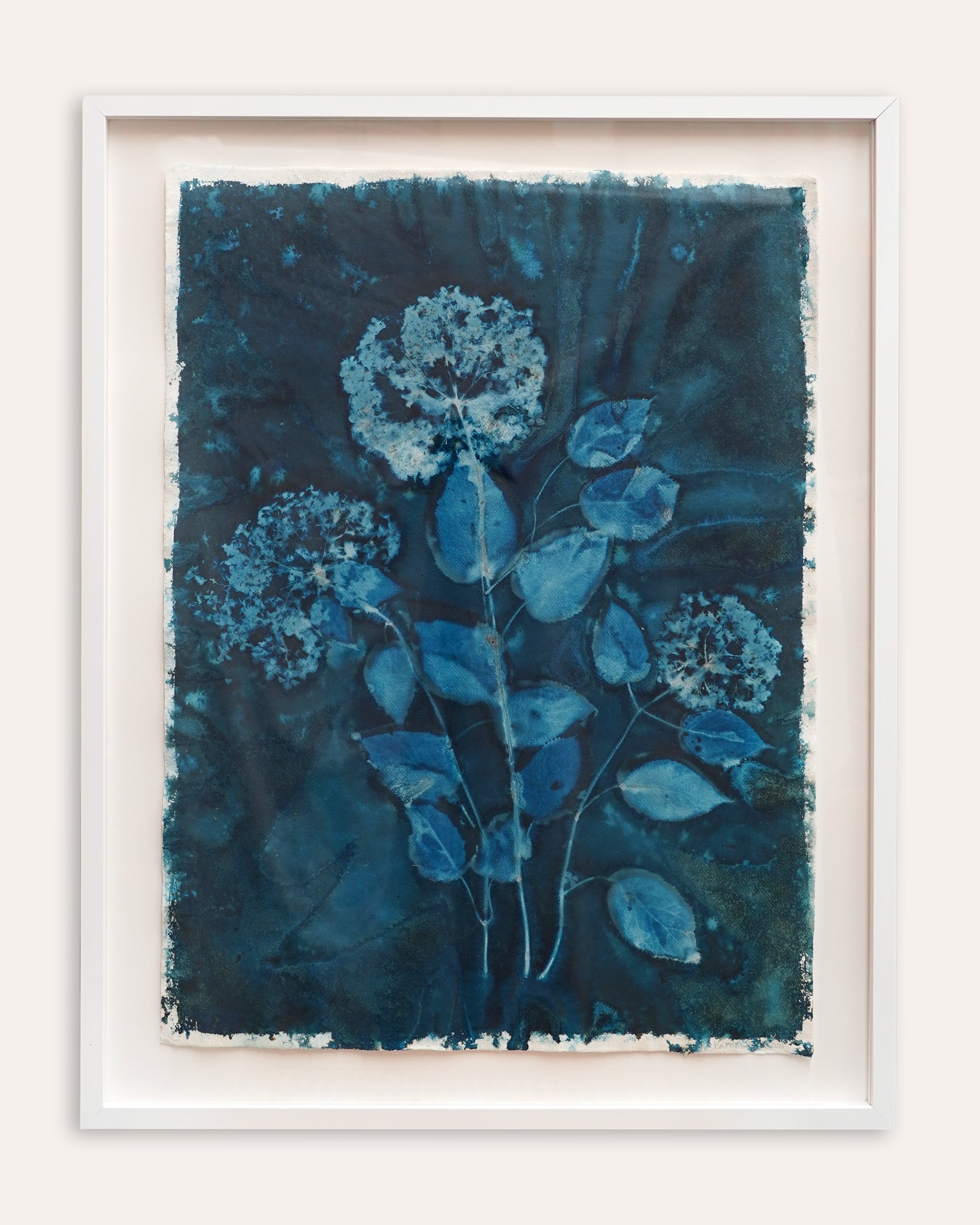 Kate Mullock - Hydrangea 4