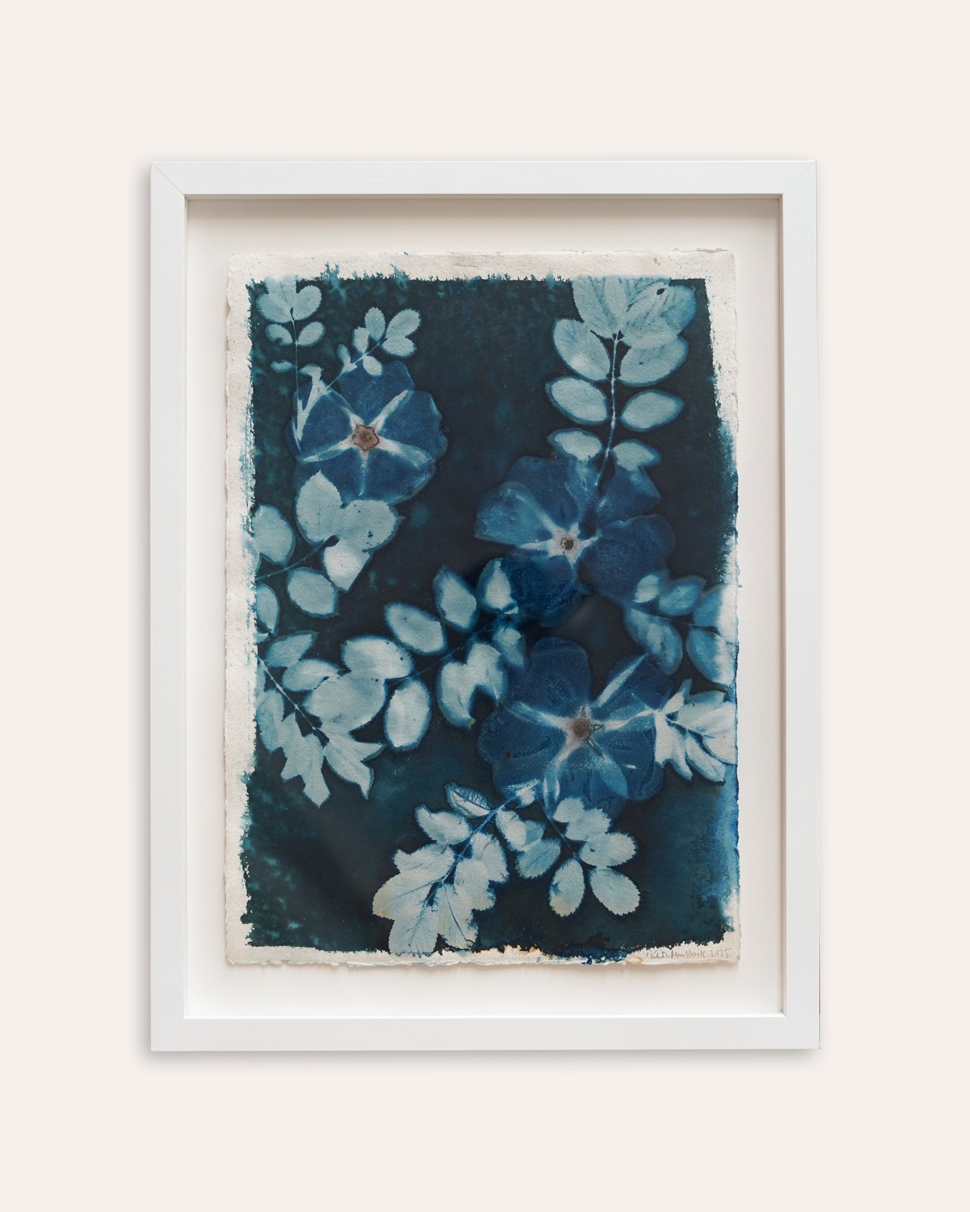 Kate Mullock - Rose 1