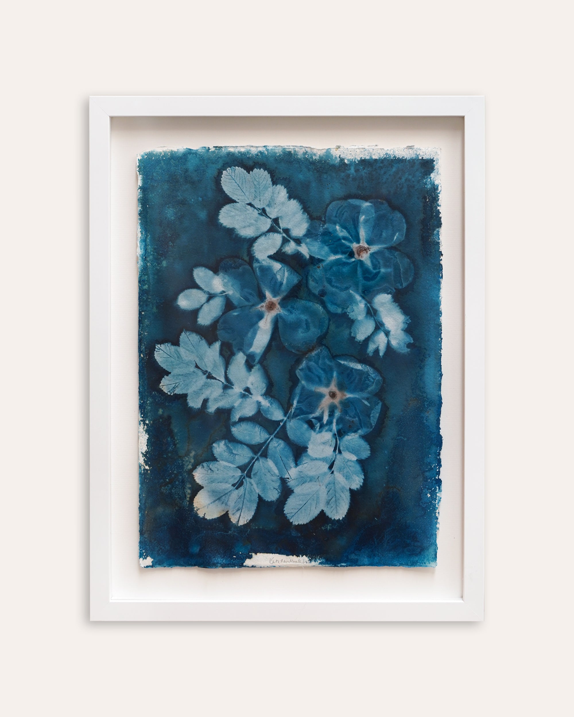 Kate Mullock - Rose 5