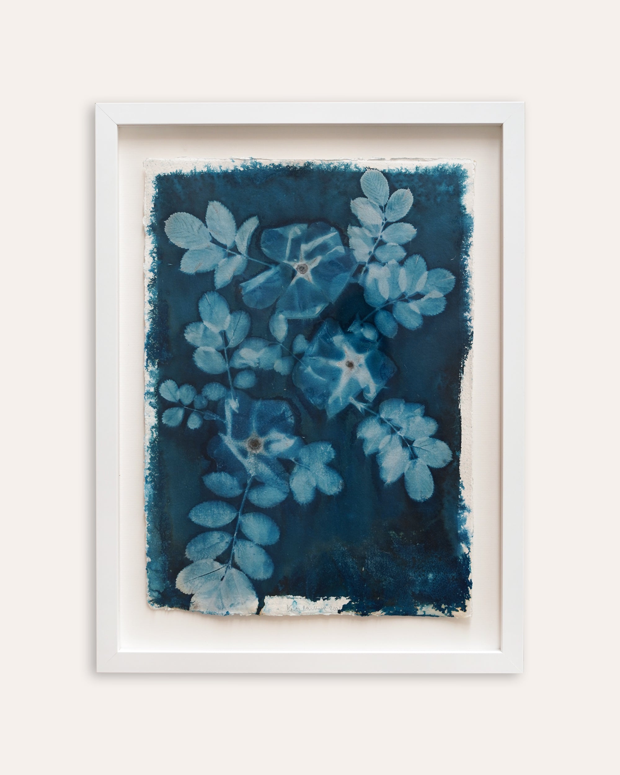 Kate Mullock - Rose 6