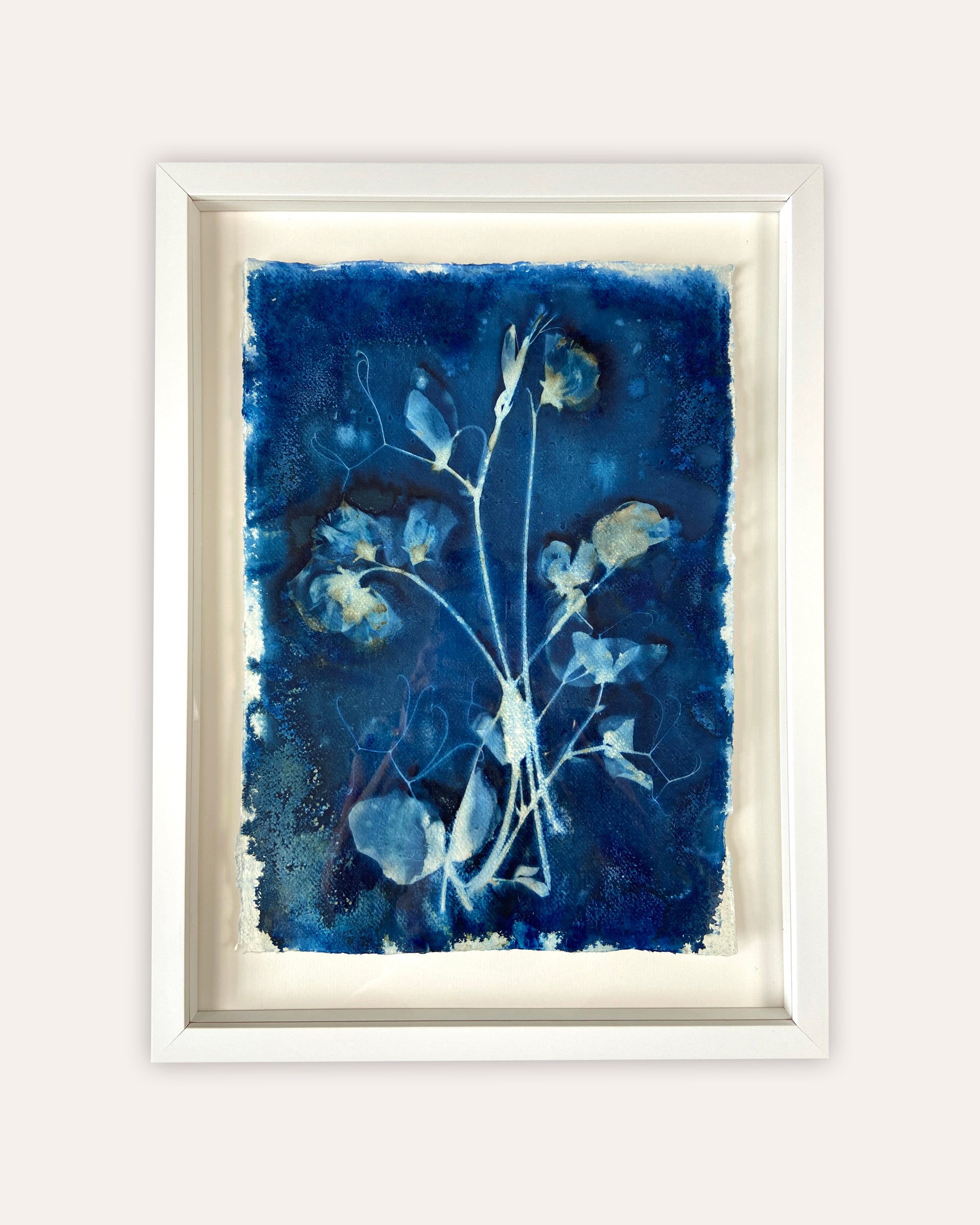 Kate Mullock - Sweet Pea No.1
