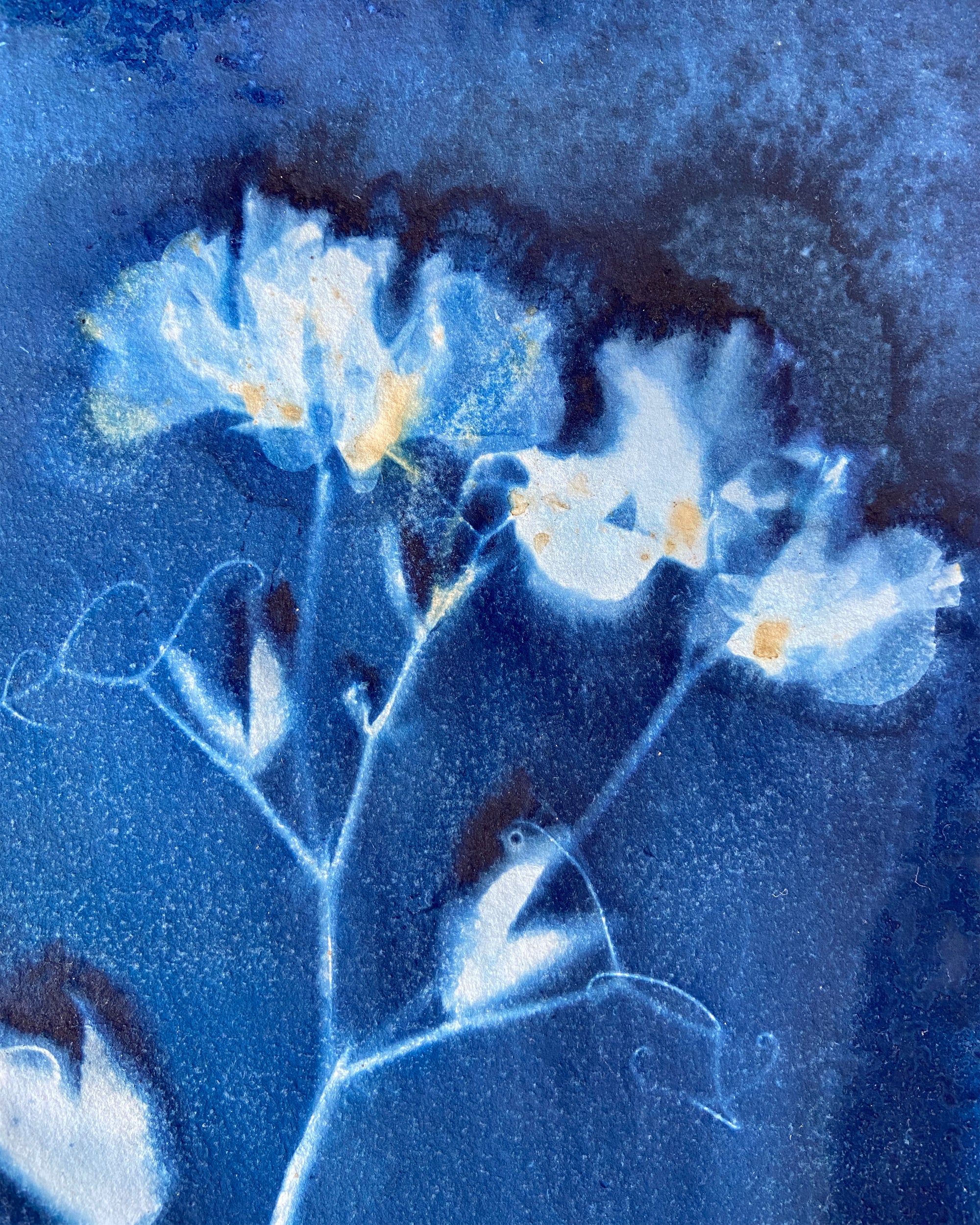 Kate Mullock - Sweet Pea No.2