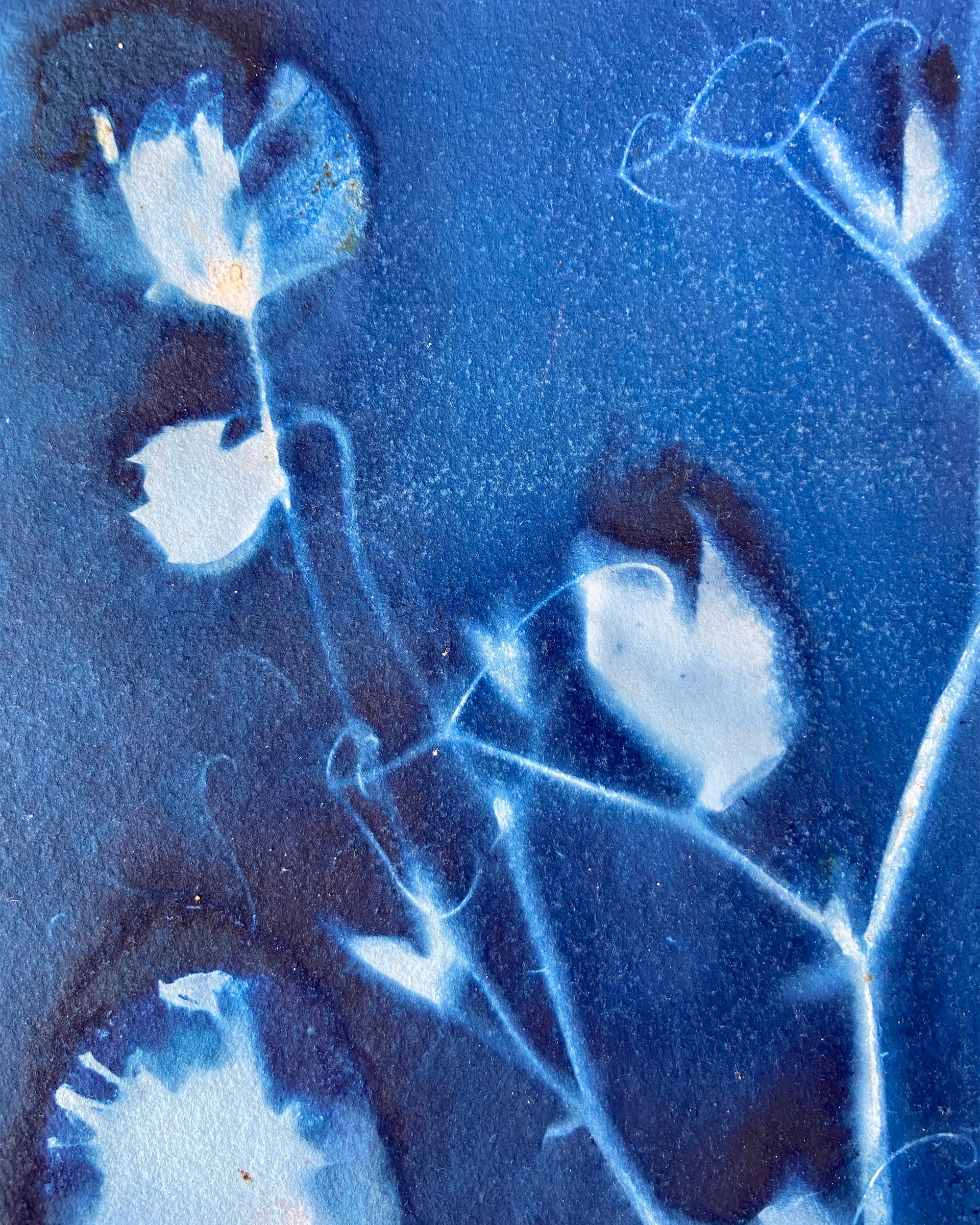 Kate Mullock - Sweet Pea No.2