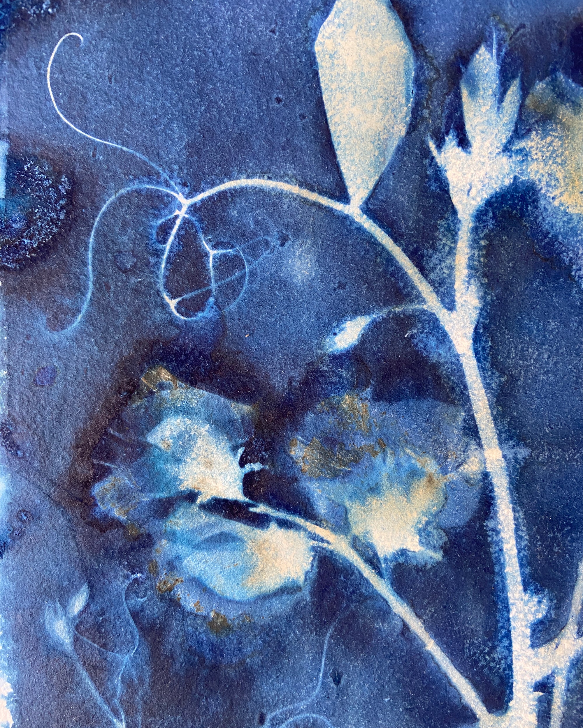 Kate Mullock - Sweet Pea No.4