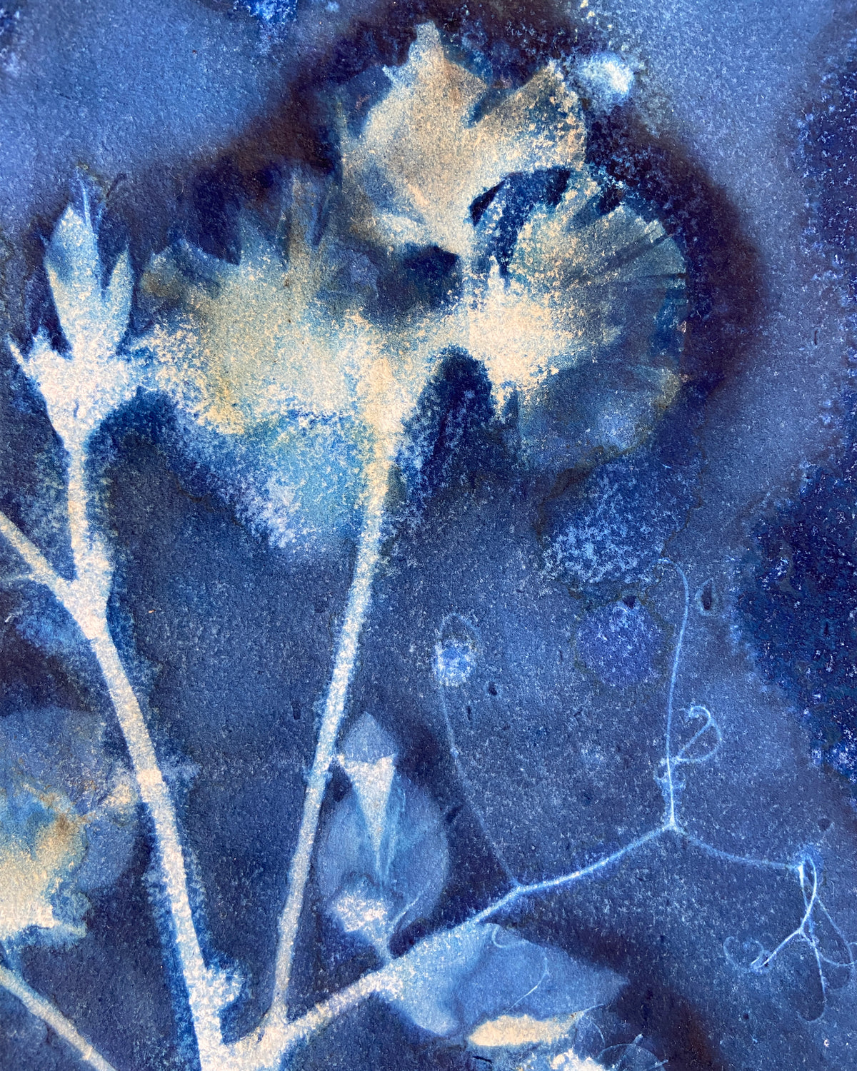 Kate Mullock - Sweet Pea No.4