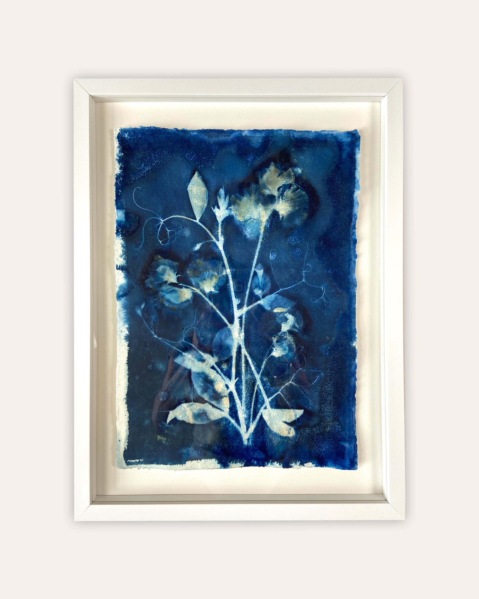 Kate Mullock - Sweet Pea No.4