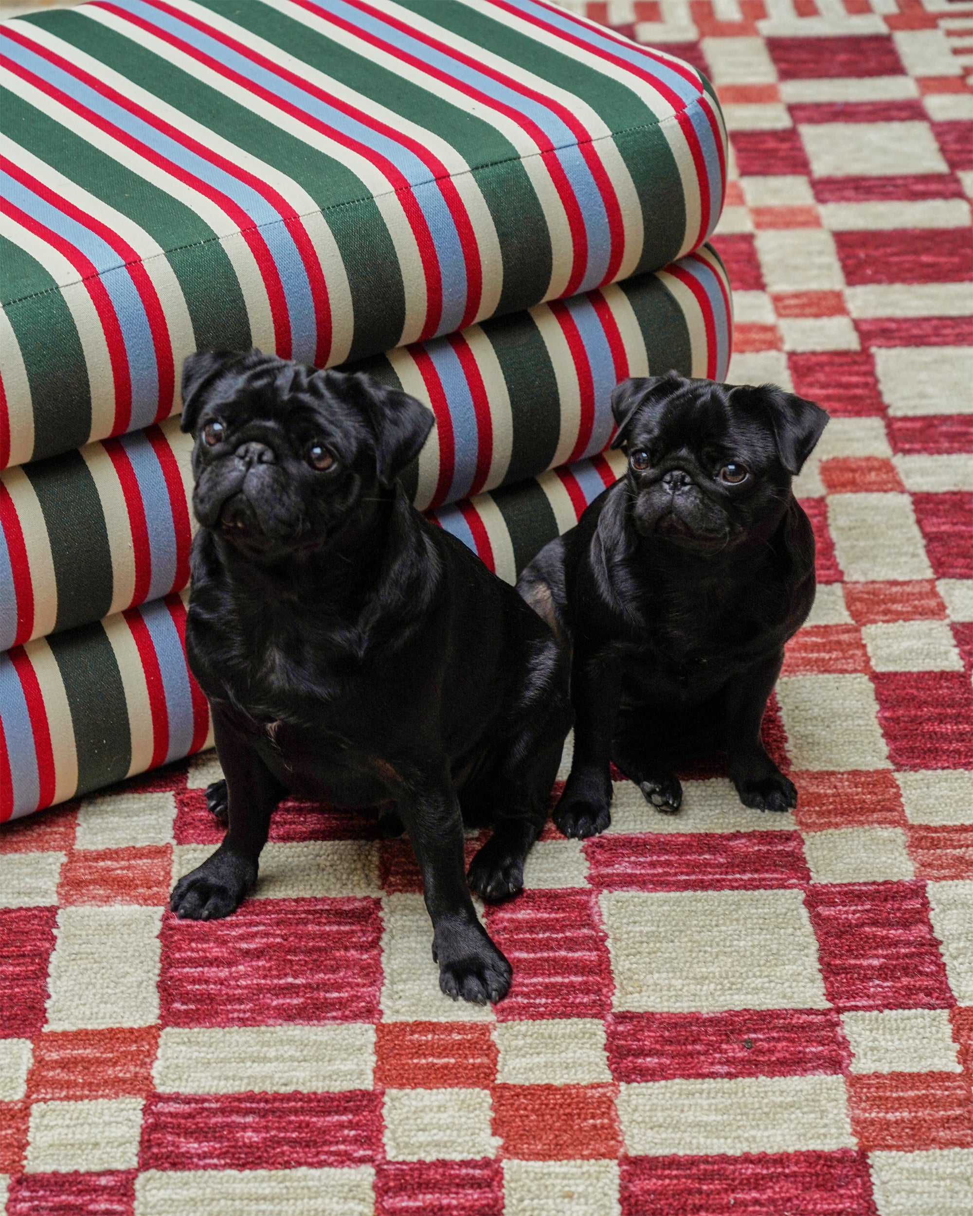 Stripey Ottoman on a red checkmate rug, featuring two little pugs