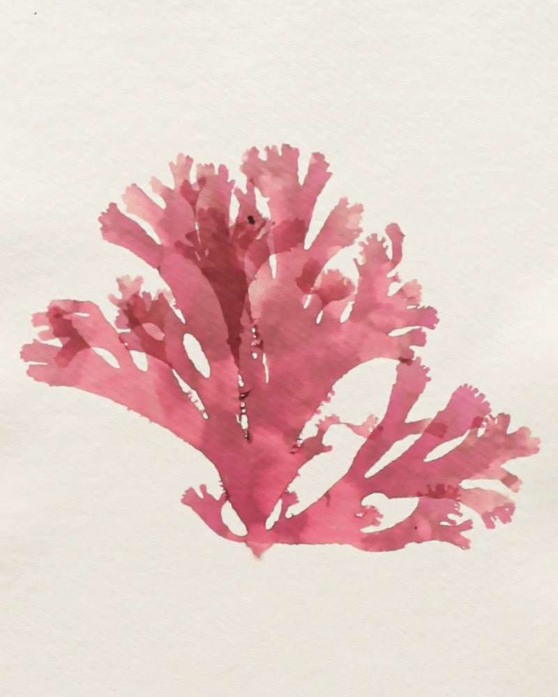 Tamra - Seaweed VI